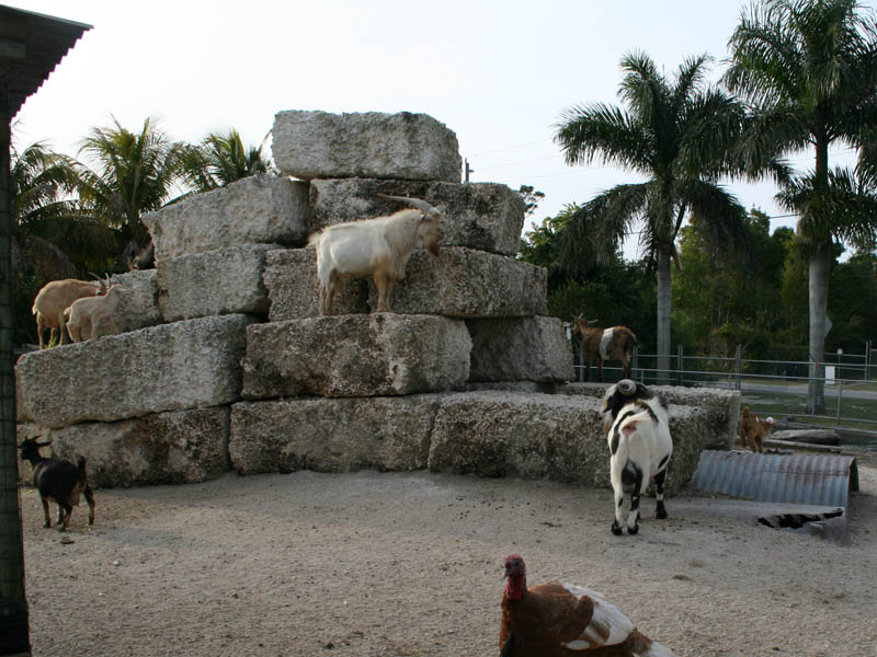 ZOO in the roadside store picture 24212