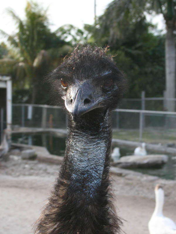 ZOO in the roadside store picture 24214