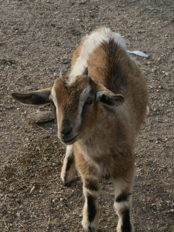 ZOO in the roadside store picture 24074