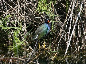 Anhinga Trail (Február 2010) Anhinga Trail (Február 2010)