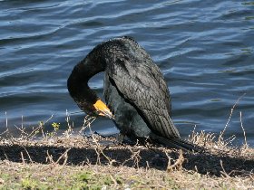 Double-crested Cormorant (February 2010) Double-crested Cormorant (February 2010)