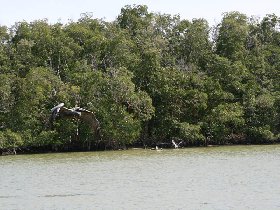 Pelicans (February 2010) Pelicans (February 2010)
