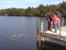 We've even seen manatees (February 2010) We've even seen manatees (February 2010)