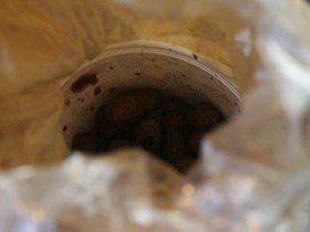 Boiled peanuts (February 2010) Boiled peanuts (February 2010)