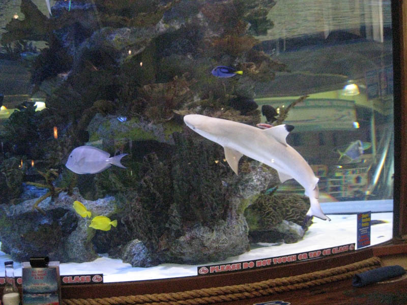 Shark in aquarium at the breakfast place