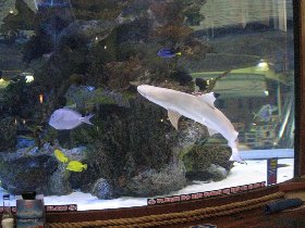Shark in aquarium at the breakfast place (February 2010) Shark in aquarium at the breakfast place (February 2010)