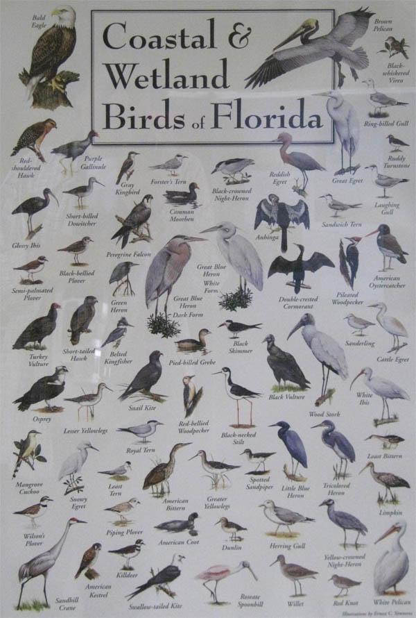 Coastal & Wetland Birds of Florida