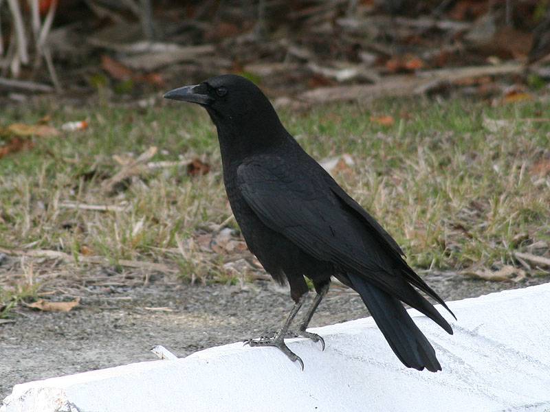 Fish Crow