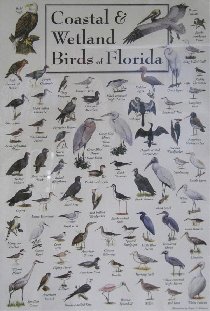 Coastal & Wetland Birds of Florida (February 2010) Coastal & Wetland Birds of Florida (February 2010)