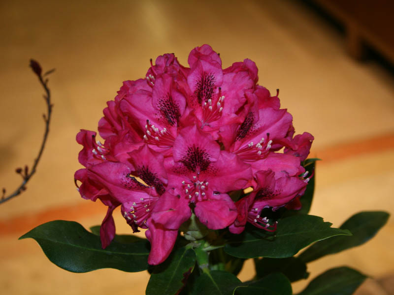Rhododendron (March 2010)