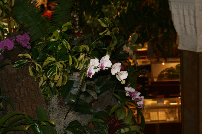 Macy's Flower Show 2010 picture 23800