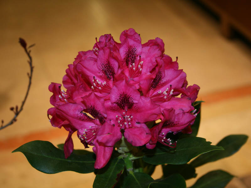 Rhododendron