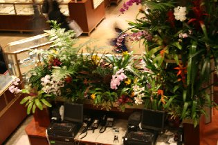 Macy's Flower Show 2010 (March 2010) Macy's Flower Show 2010 (March 2010)