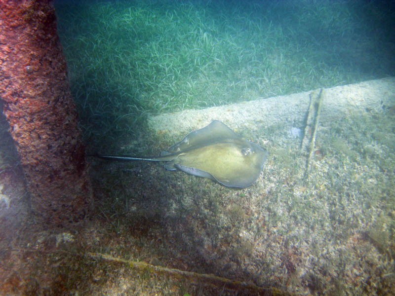 Southern stingray