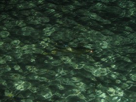 Tarpon (or Sábalo) (March 2010) Tarpon (or Sábalo) (March 2010)