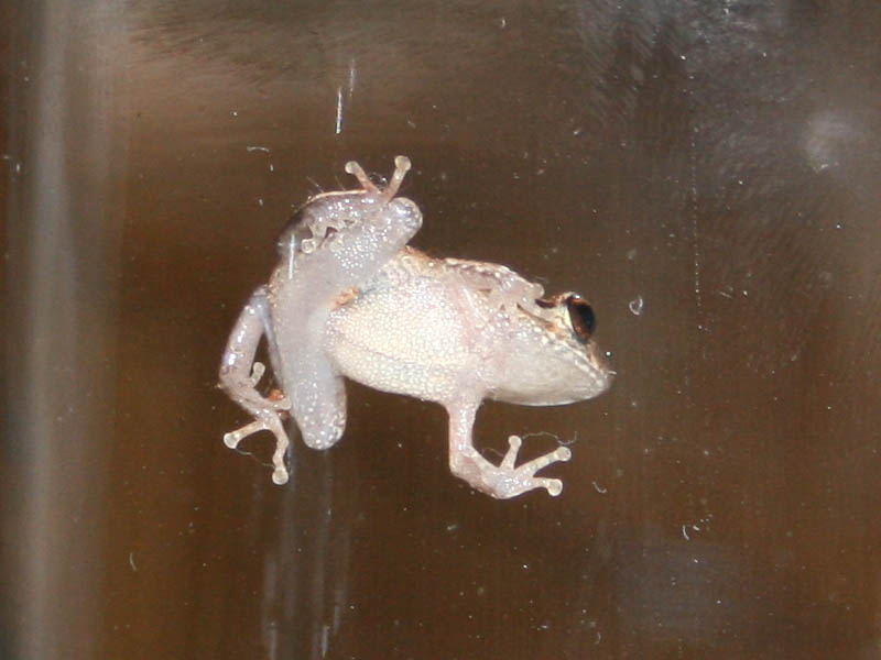 Tiny little coqu frog (compare the fingerprint at right) (April 2010)