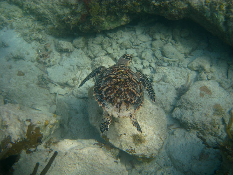 Day 4 - Mosquito Pier, Blue Beach, turtles, coqu, ... picture 23736