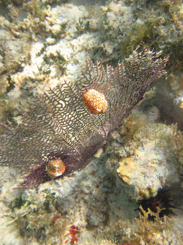 Day 4 - Mosquito Pier, Blue Beach, turtles, coqu, ... picture 23737