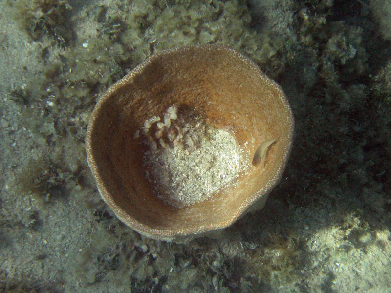 Corals, sponges, seafans, ... picture 24332