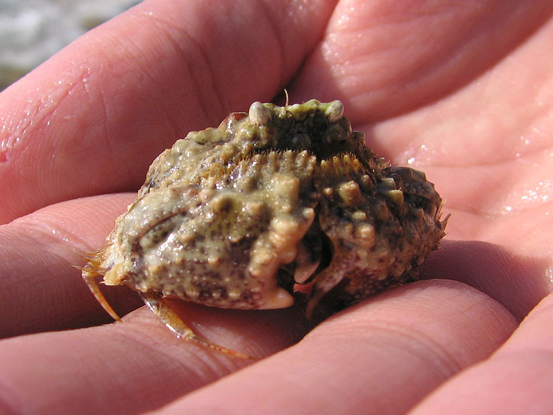 Masked crab