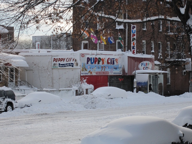 New York Blizzard 2011 picture 26408