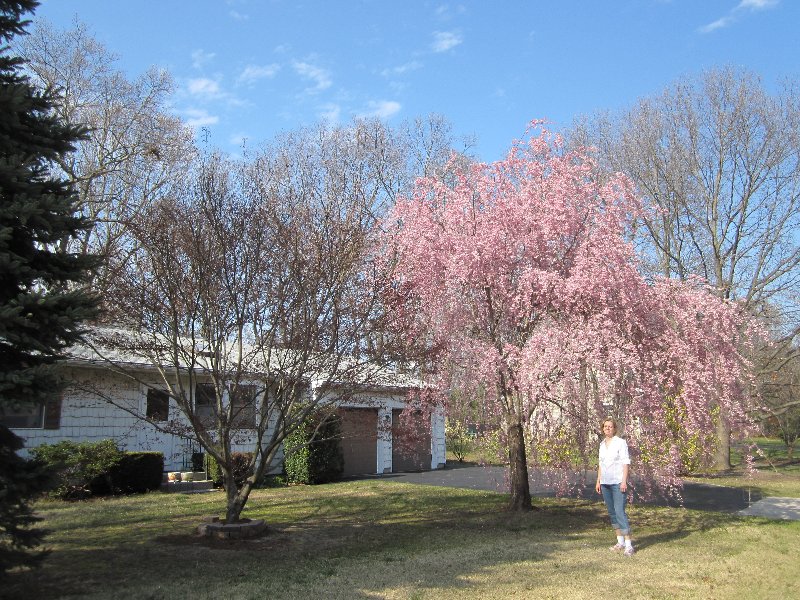Flowering cherry tree in our front-yard