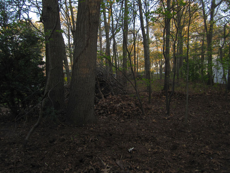 Yesterday, I cleaned a patch of our forest