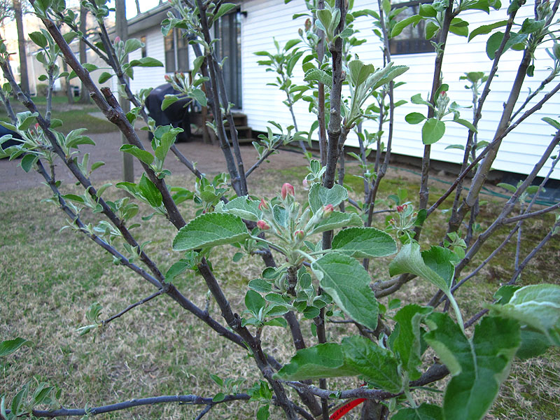 Apple tree