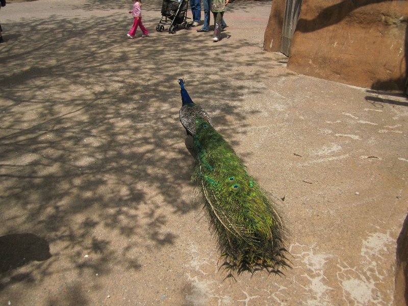 Peacock (the next day a peahen will escape - see New York Times)