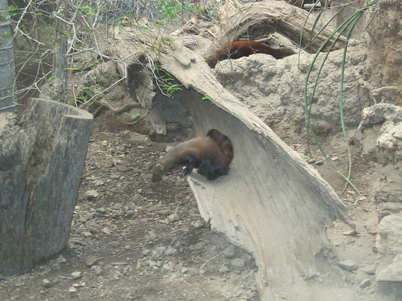 Ring-tailed Mongoose