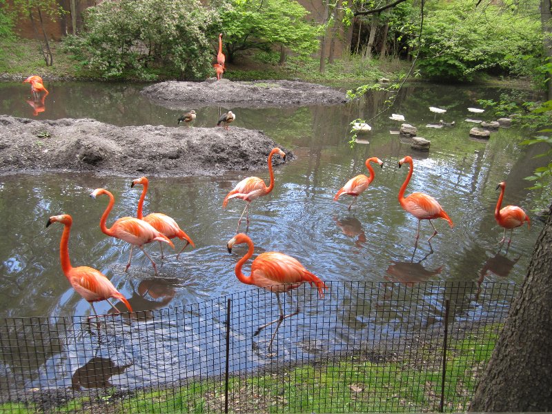 Caribbean Flamingo