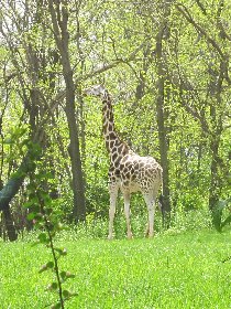 Giraffe (May 2011) Giraffe (May 2011)