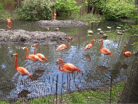 Caribbean Flamingo (May 2011) Caribbean Flamingo (May 2011)