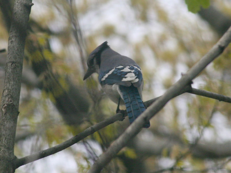 Blue Jay