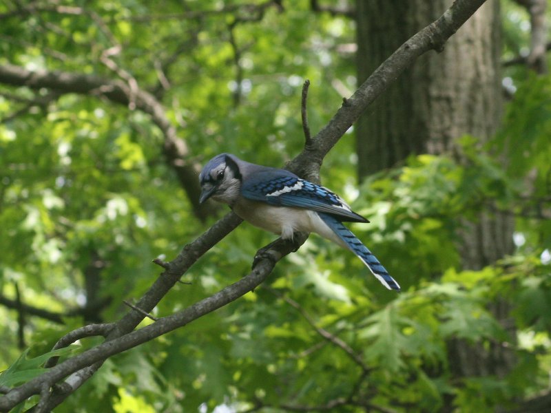 Once again one of our jaybirds (May 2011)