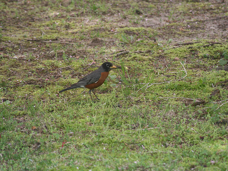 American Robin