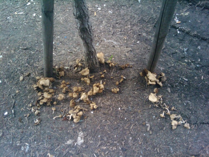 Mushrooms on 46th street sidewalk