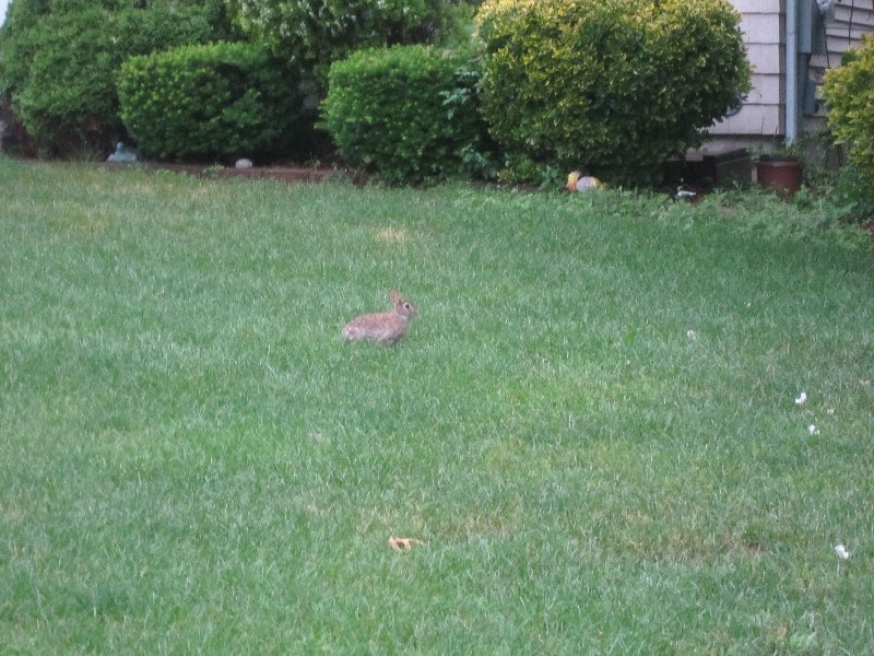 On a neighbor's lawn