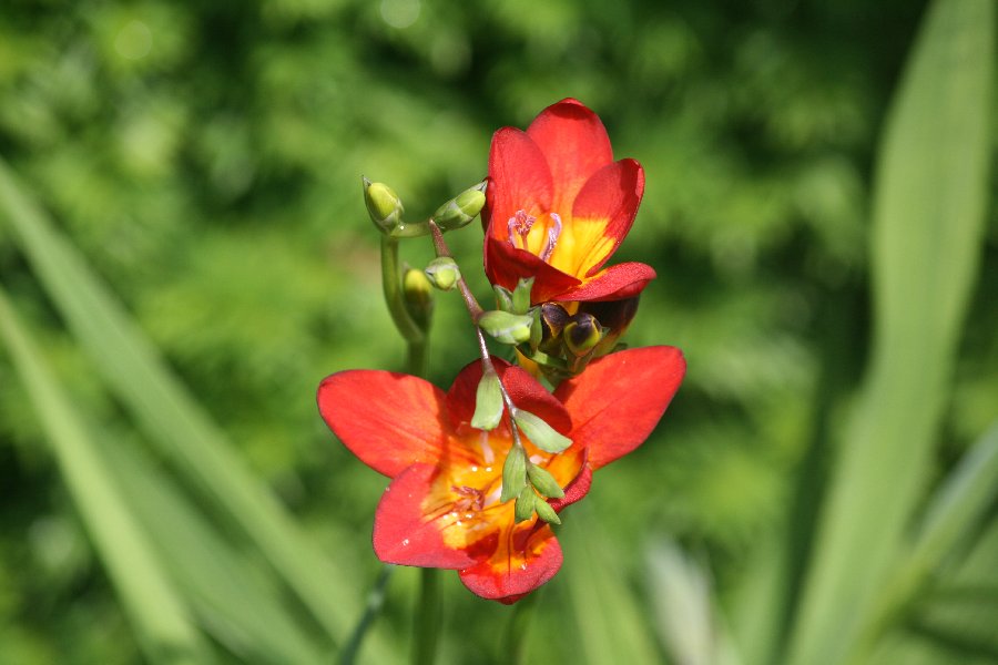 Freesias & Co. picture 26904