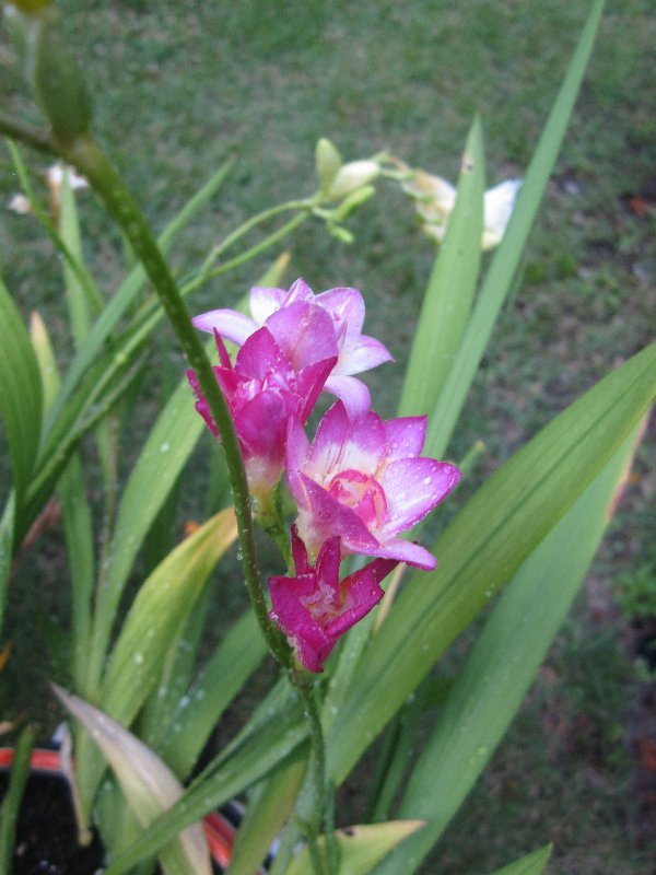 Freesias & Co. picture 26983