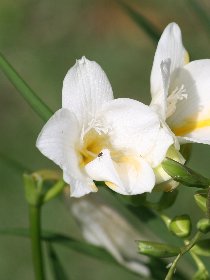 Freesias & Co. (June 2011) Freesias & Co. (June 2011)