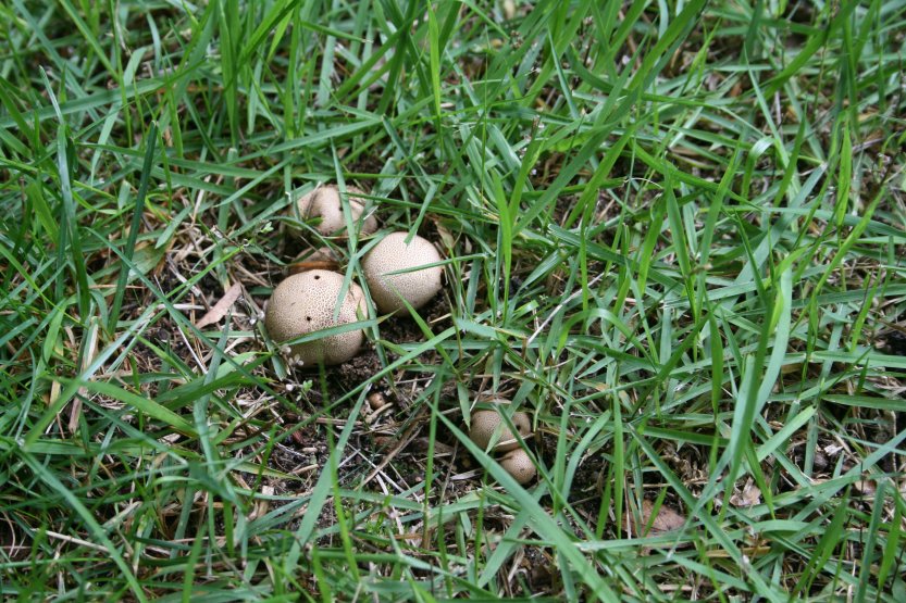 Mushrooms picture 57661