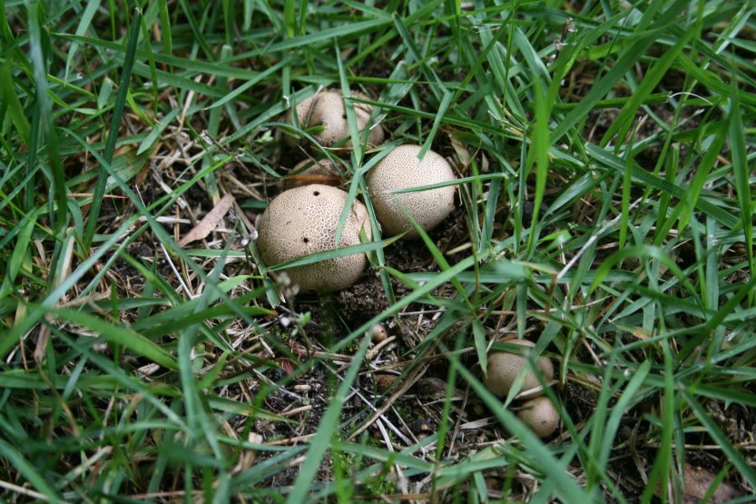 Mushrooms picture 57662