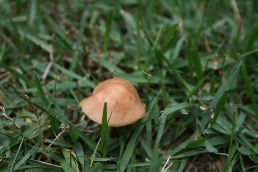 Mushrooms picture 57663