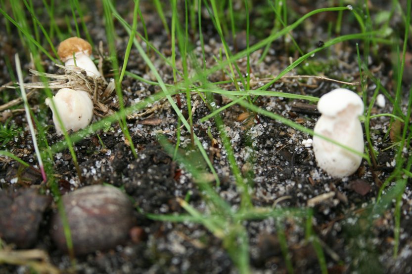 Mushrooms picture 57669