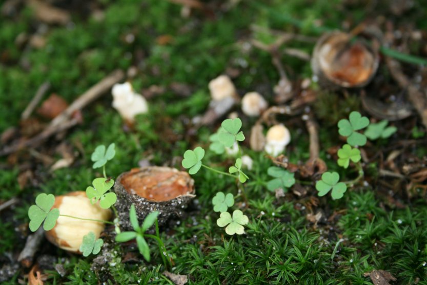 Mushrooms picture 57671