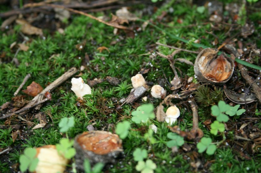 Mushrooms picture 57672