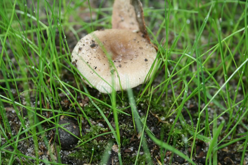 Mushrooms picture 57673