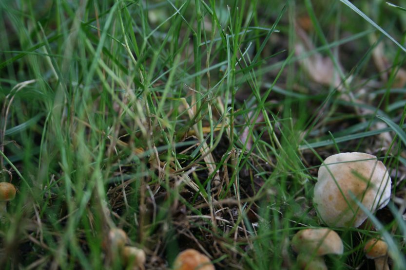 Mushrooms picture 57675