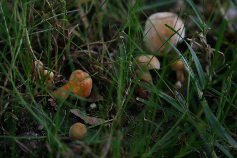 Mushrooms picture 57676